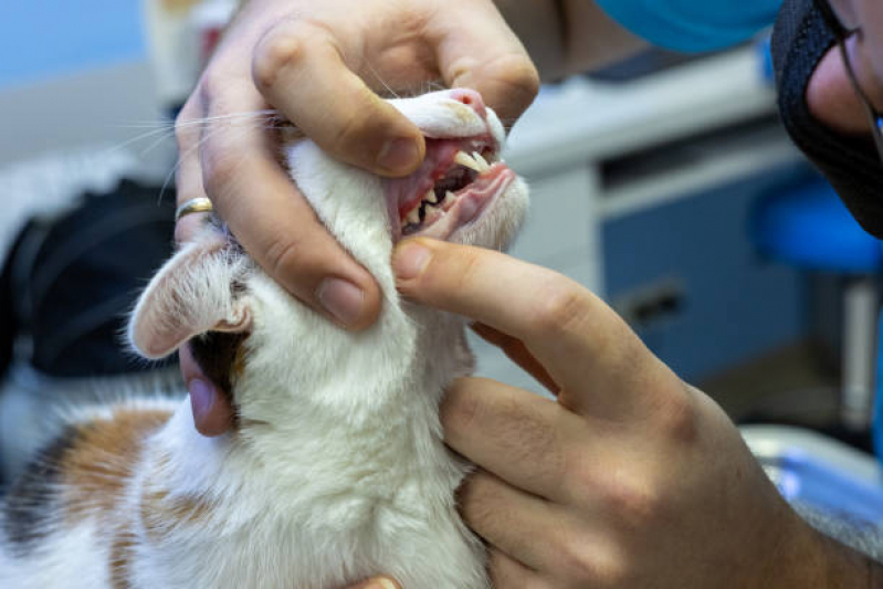 Odontologia para Gato Jardim Bandeirantes - Odontologia para Pets