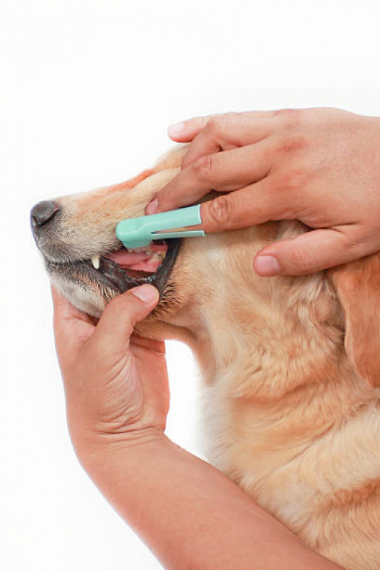 Odontologia para Gatos e Cachorros Jardim São Pedro - Odontologia para Cães e Gatos