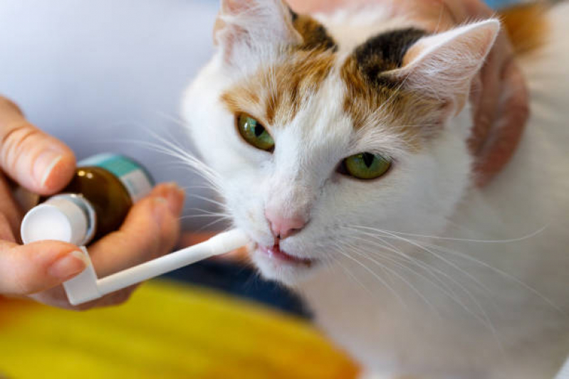Odontologia para Gatos Valores Núcleo Residencial Vila Vitória - Odontologia para Pets