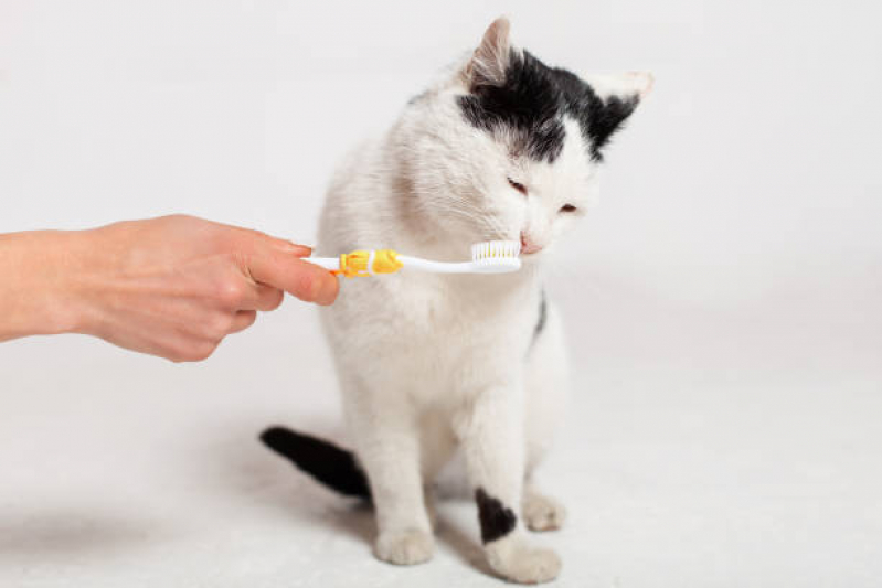 Odontologia para Gatos Residencial Parque Bandeirantes - Odontologia para Gatos
