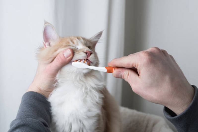 Odontologia para Pets Valores Jardim Flamboyant - Odontologia para Gatos e Cachorros