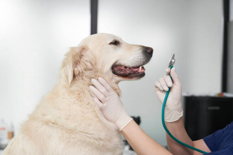Odontologia para Pets Vila Miguel Vicente Cury - Odontologia para Cachorro Campinas