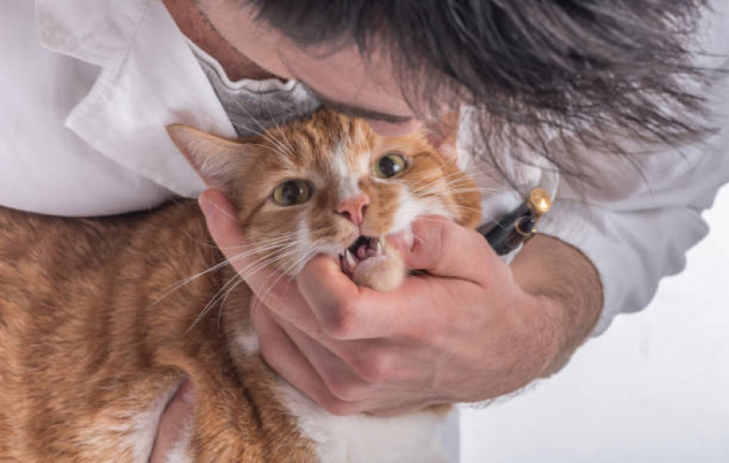 Odontologia Pet Valores Alphaville - Odontologia para Gato
