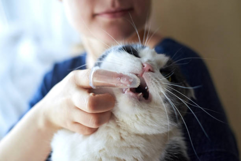 Odontologia Pet Jardim Santana - Odontologia para Gatos