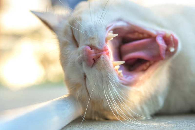 Odontologia Veterinária Orçamento Vila San Martin - Odonto para Gatos