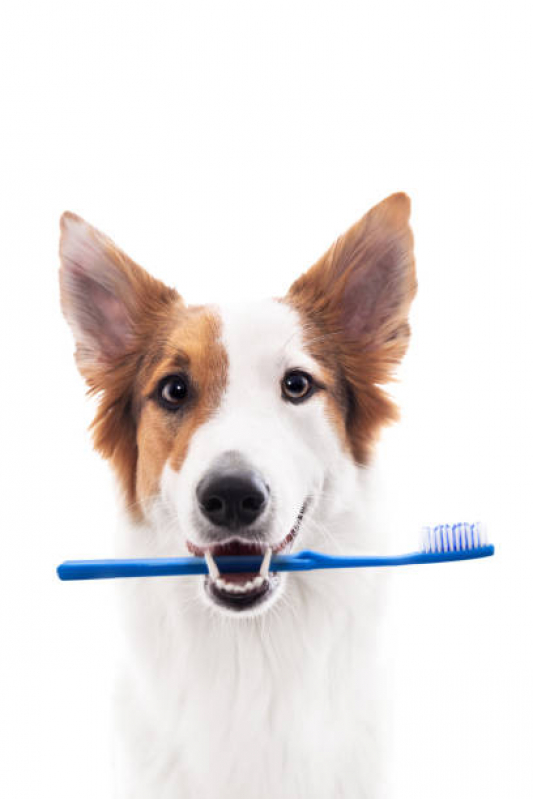 Odontologia Veterinária para Cachorros Jardim Adhemar de Barros - Odontologia Veterinária para Cachorros