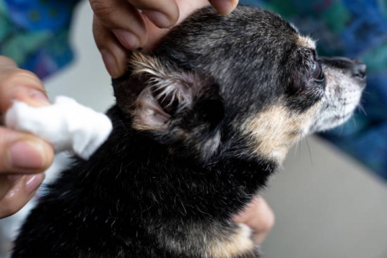 Onde Agendar Atendimento a Domicílio para Animais de Pequeno Porte Vila Aurocan - Atendimento a Domicílio para Cachorro