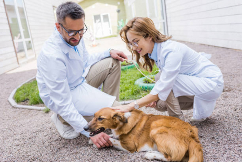 Onde Agendar Atendimento a Domicílio para Cães e Gatos Jardim Miranda - Atendimento a Domicílio para Cachorro