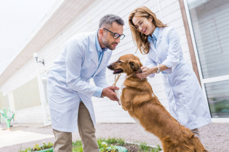 Onde Agendar Atendimento a Domicílio para Pet Vila São Bento - Atendimento Veterinário a Domicílio para Cachorros