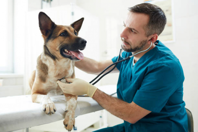 Onde Agendar Atendimento Veterinário a Domicílio para Cachorros Taquaral - Atendimento Veterinário a Domicílio