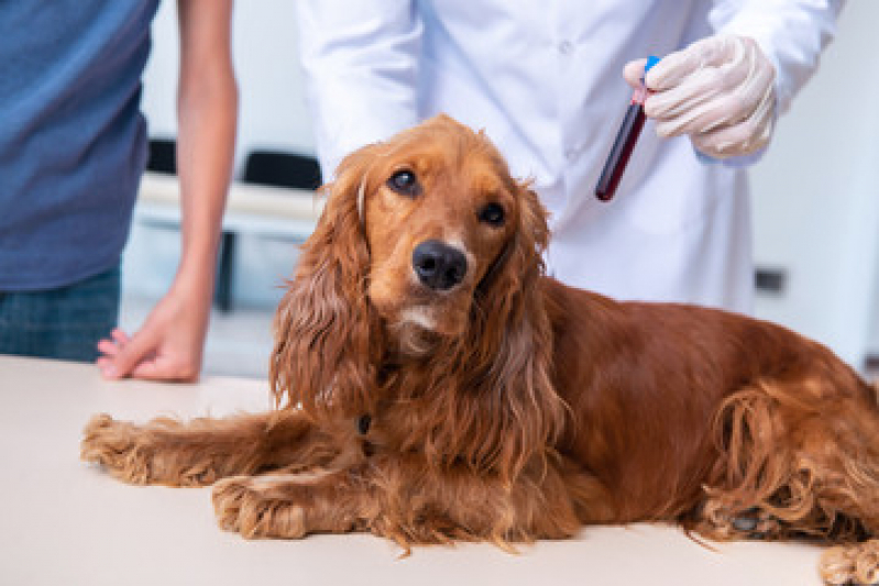 Onde Agendar Exames Laboratoriais para Cachorro Jardim Aires da Costa - Exames Laboratoriais para Cachorro