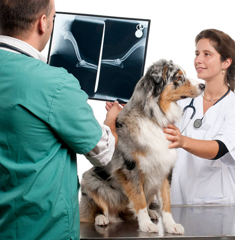 Onde Agendar Exames Laboratoriais Veterinários Parque Santa Bárbara - Exame Cardiograma para Animais
