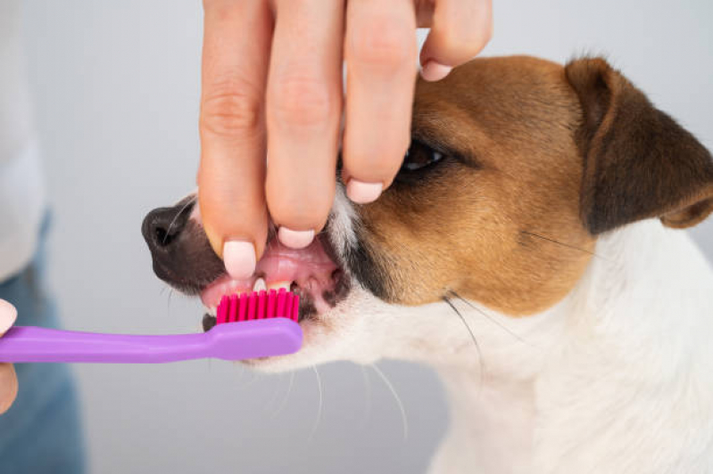 Onde Encontrar Odonto para Cães e Gatos Jardim Nova Itaguaçu - Odontologia Veterinária
