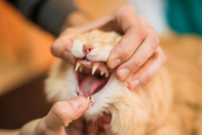Onde Encontrar Odonto para Gatos Parque da Figueira - Odontologia Veterinária