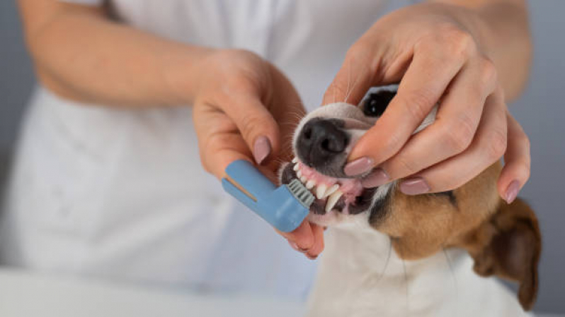 Onde Encontrar Odonto Pet Parque Santa Bárbara - Odontologia para Cachorros de Médio Porte