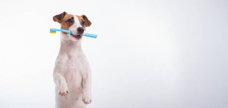Onde Encontrar Odonto Veterinária Parque Shangrilá - Odontologia para Cachorros de Médio Porte