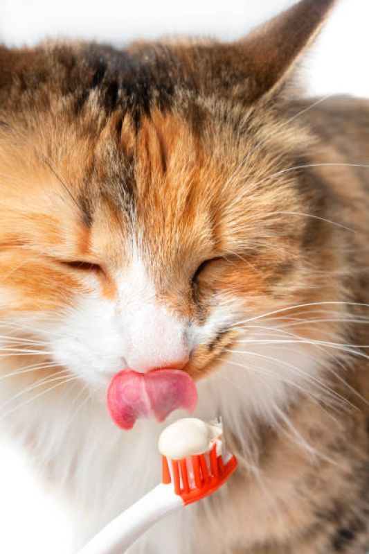 Onde Encontrar Odonto Veterinário Chácara Primavera - Odonto para Gatos