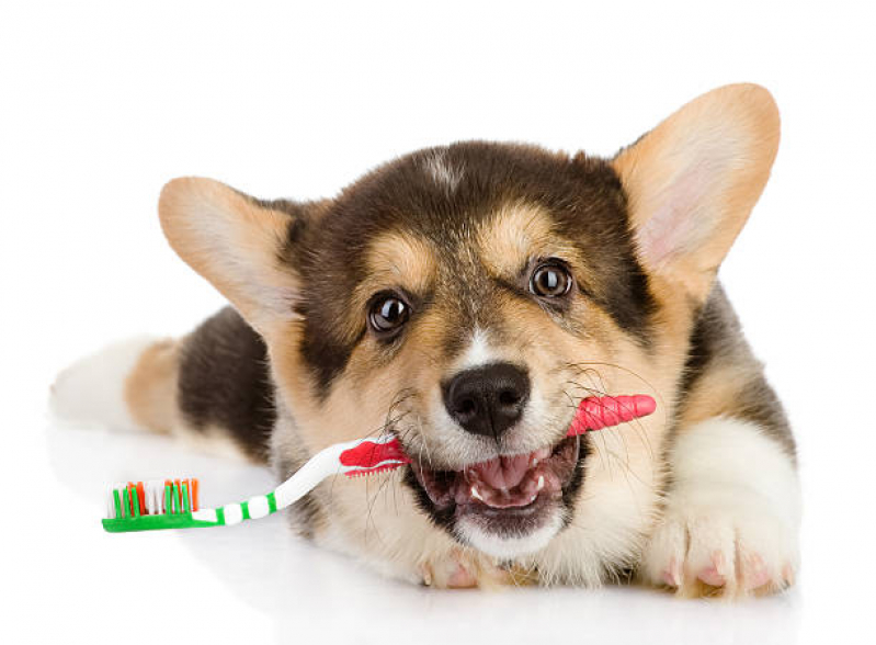 Onde Encontrar Odontologia Animais Parque São Martinho - Odontologia para Cachorros Campinas