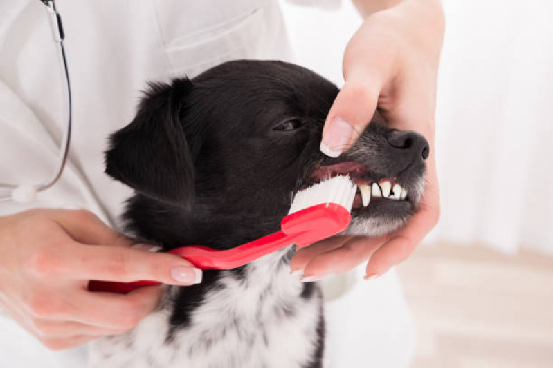 Onde Encontrar Odontologia Cachorro Parque da Hípica - Odontologia para Cães e Gatos