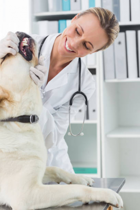 Onde Encontrar Odontologia Cachorros DIC III - Odonto para Cães e Gatos