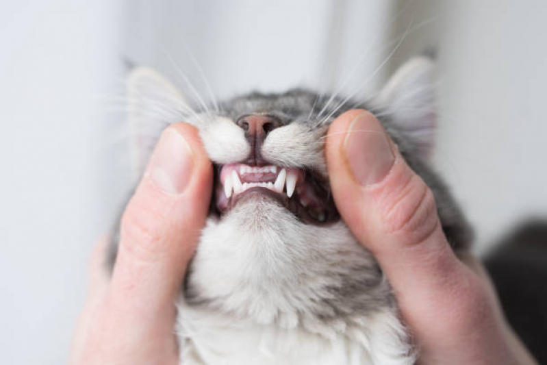 Onde Encontrar Odontologia para Animais Domésticos Vila União - Odontologia para Gatos e Cães