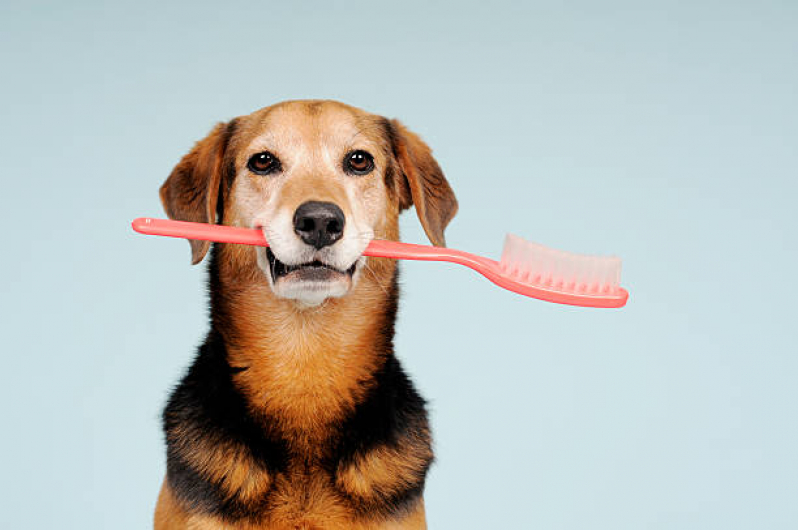 Onde Encontrar Odontologia para Cachorro Parque Taquaral - Odontologia para Cães
