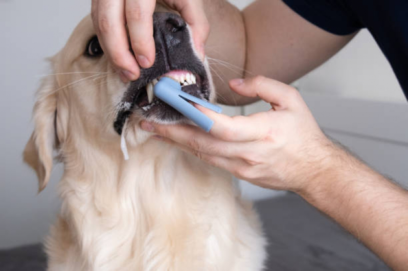 Onde Encontrar Odontologia para Cachorros de Médio Porte Guanabara - Odontologia Animal