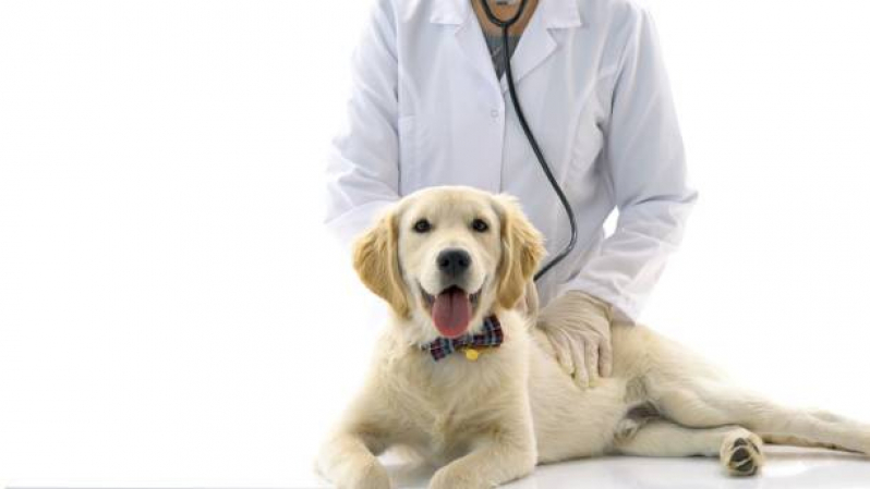 Onde Encontrar Odontologia para Cães e Gatos Vila Costa e Silva - Odontologia para Cachorro Campinas