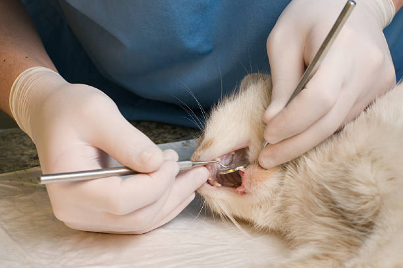 Onde Encontrar Odontologia para Gato Residencial Parque Bandeirantes - Odontologia para Pets