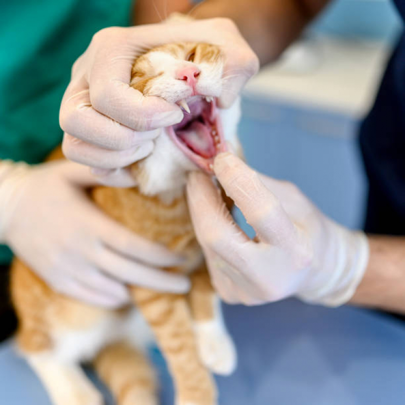 Onde Encontrar Odontologia Pet Jardim Proença - Odontologia para Gato