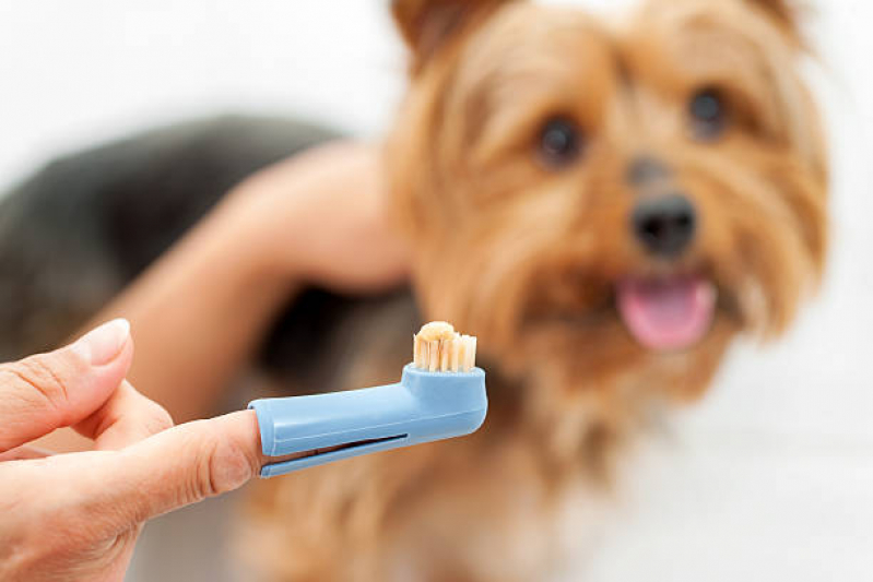 Onde Encontrar Odontologia Veterinária para Cachorros DIC IV - Odontologia para Gatos e Cães