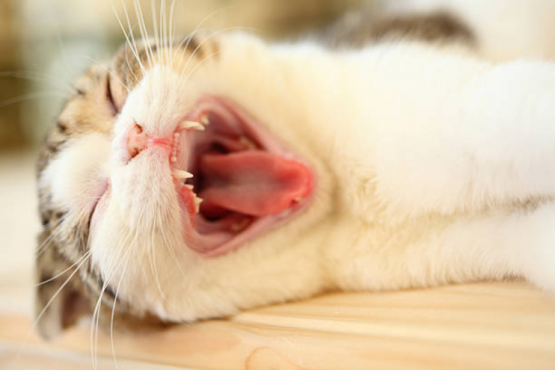 Onde Encontrar Odontologia Veterinária Chácara Primavera - Odonto para Cães e Gatos