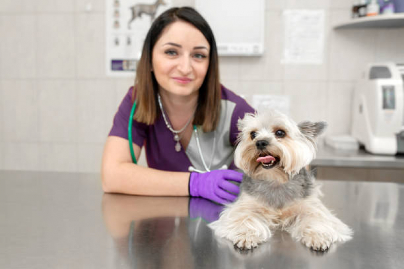 Onde Faz Check Up Cachorros Taquaral - Check-up Veterinário em Cachorro