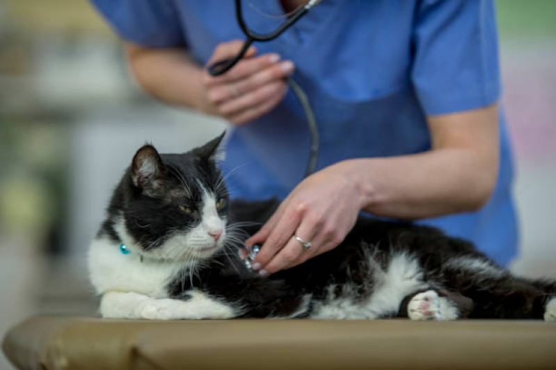 Onde Faz Check Up Gatos Parque Itália - Check-up Veterinário para Gatos