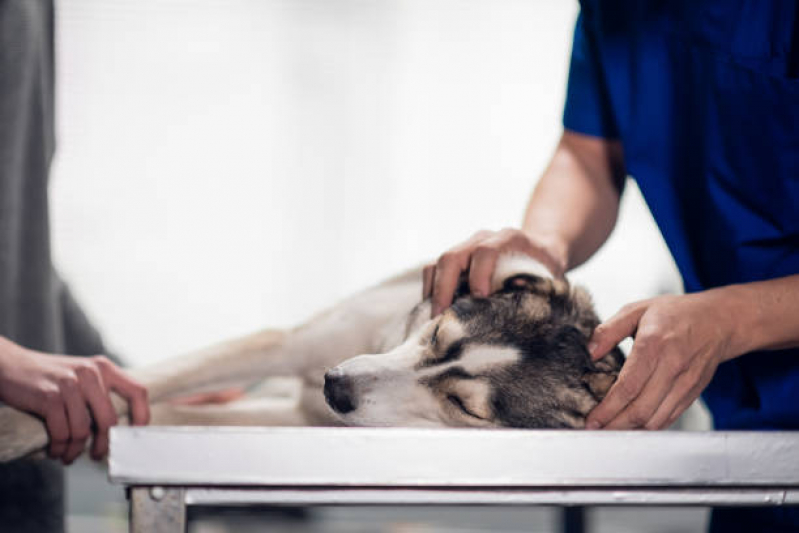 Onde Faz Check-up Veterinário em Cachorro Jardim Campineiro - Check Up Canino