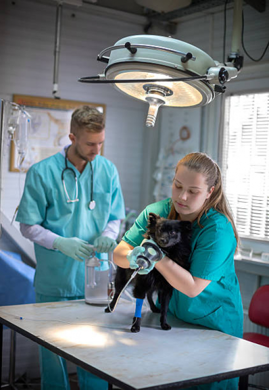 Onde Faz Cirurgia em Animais de Grande Porte Parque das Universidades - Cirurgia Ortopédica em Cachorro