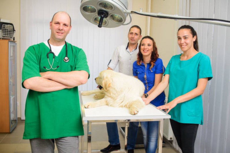 Onde Faz Cirurgia Ortopédica em Cachorro Residencial Parque Bandeirantes - Cirurgia em Animais Campinas