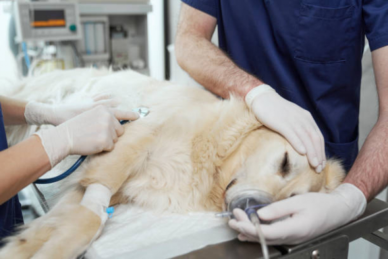 Onde Faz Cirurgia Ortopédica Veterinária Jardim Conceição - Cirurgia para Cachorros de Pequeno Porte