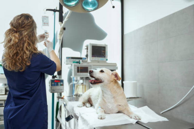 Onde Faz Cirurgia para Cachorros de Pequeno Porte Vila Joaquim Inácio - Cirurgia em Animais Campinas