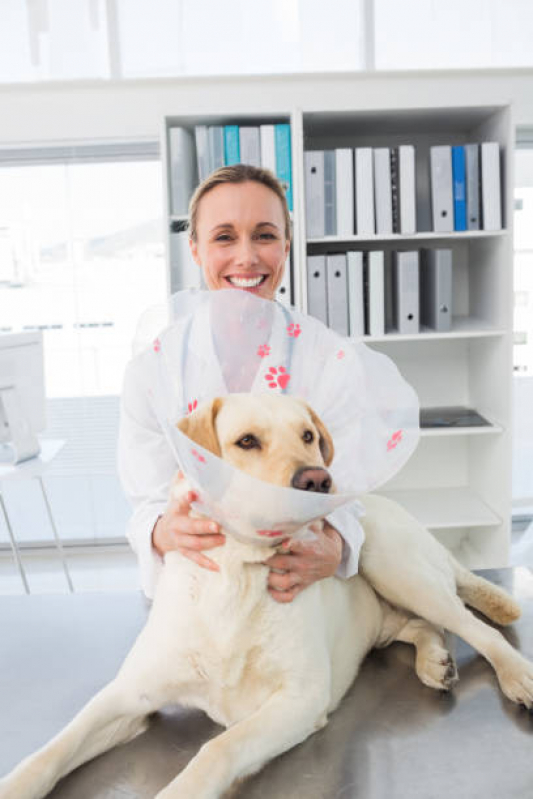 Onde Faz Consulta para Animais Jardim Míriam - Consulta Veterinária Dermatológica para Cachorro