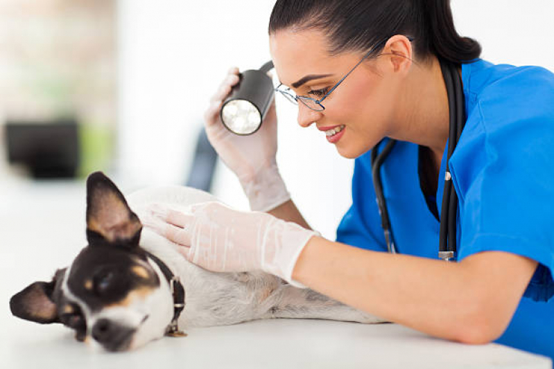 Onde Faz Consulta Veterinária para Animais DIC IV - Consulta Veterinária para Animais