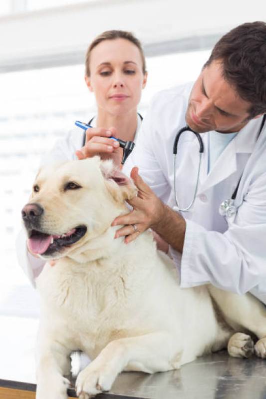 Onde Faz Consulta Veterinária para Cachorro Jardim Melina - Consulta Veterinária Dermatológica para Cachorro