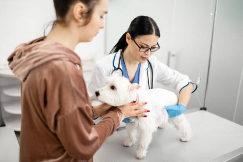 Onde Faz Consulta Veterinária para Cachorros Chácara Primavera - Consulta Veterinária Dermatológica para Cachorro