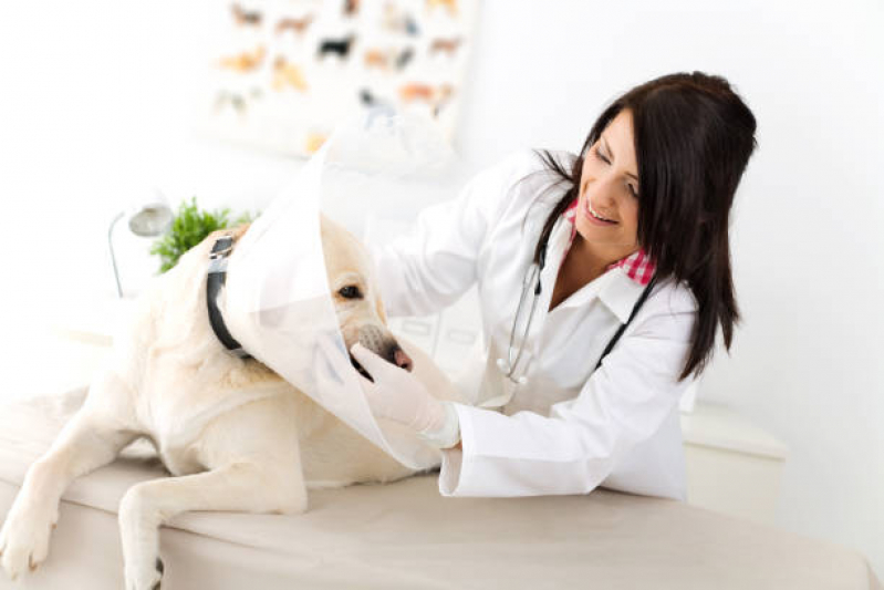 Onde Faz Consulta Veterinária para Gatos Vila Nova - Consulta Veterinária Dermatológica para Cachorro