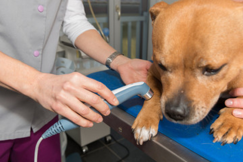 Onde Faz Laserterapia Cachorro Jardim das Oliveiras - Laserterapia para Animais Domésticos