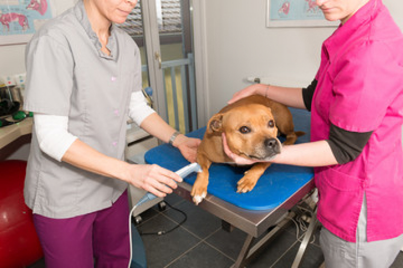 Onde Faz Laserterapia para Animais Vila Marieta - Laserterapia para Cães