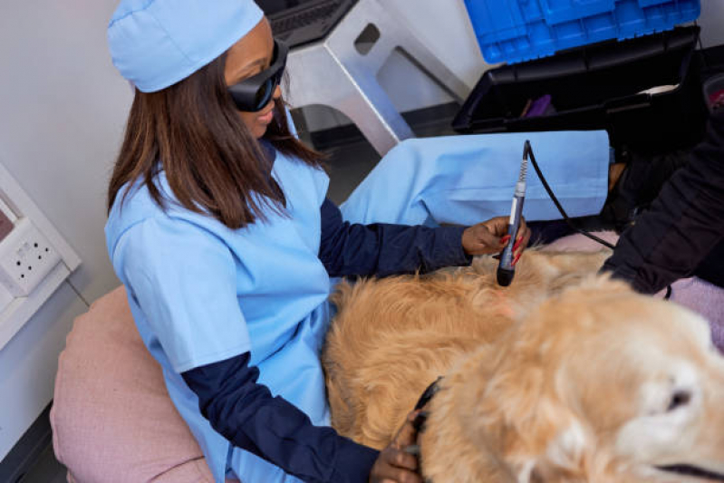 Onde Faz Laserterapia para Cães e Gatos Parque dos Pomares - Laserterapia para Gato