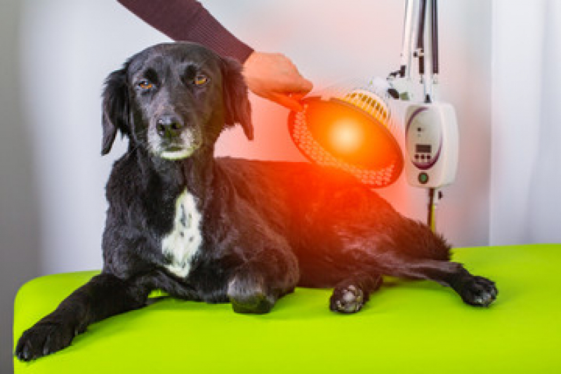 Onde Faz Laserterapia para Cães Parque Santa Bárbara - Laserterapia Pet Campinas