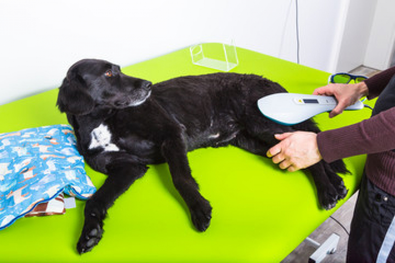 Onde Faz Laserterapia para Gatos e Cachorros Parque Fazendinha - Laserterapia para Animais