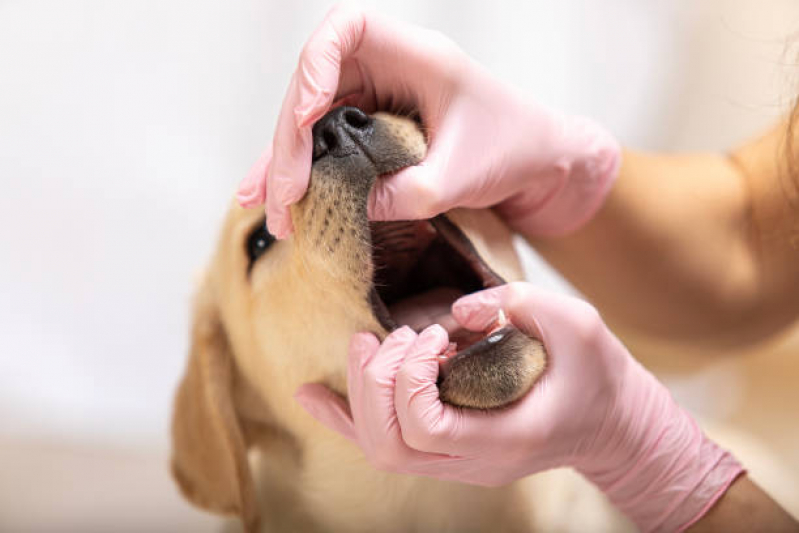 Onde Faz Limpeza de Tártaro de Cães Jardim São Marcos - Limpeza Dentária Canina